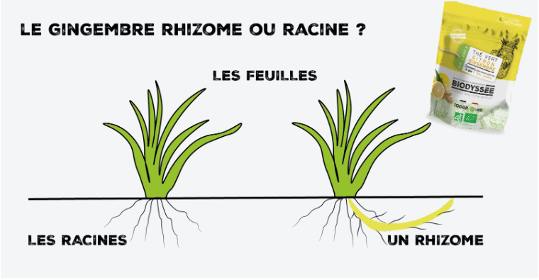 inforgraphie rhizome de gingembre